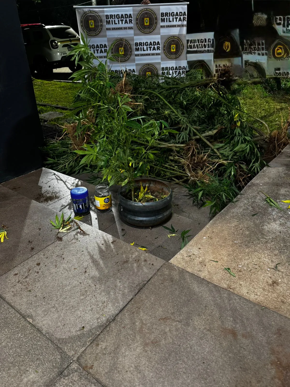 Brigada Militar apreende pés de maconha cultivados em estufa em Encruzilhada do Sul