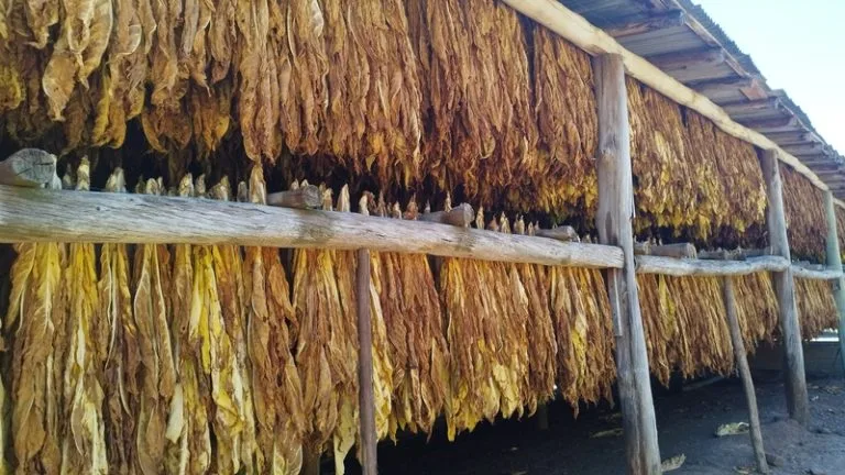 Reuniões sobre preço do tabaco ocorrem nesta terça e quarta-feira