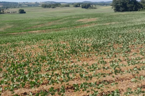 Estiagem impacta lavouras de verão no Rio Grande do Sul