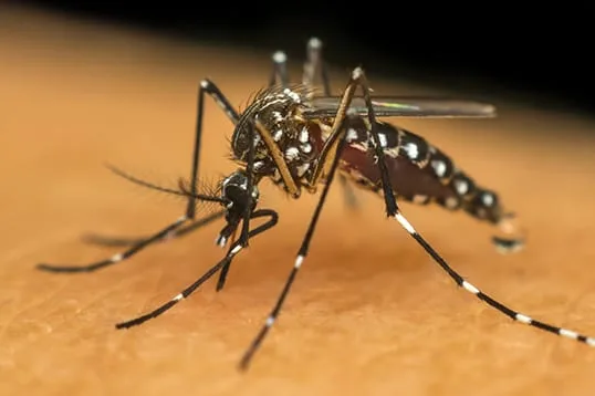 Levantamento vai mostrar o índice de infestação por Aedes