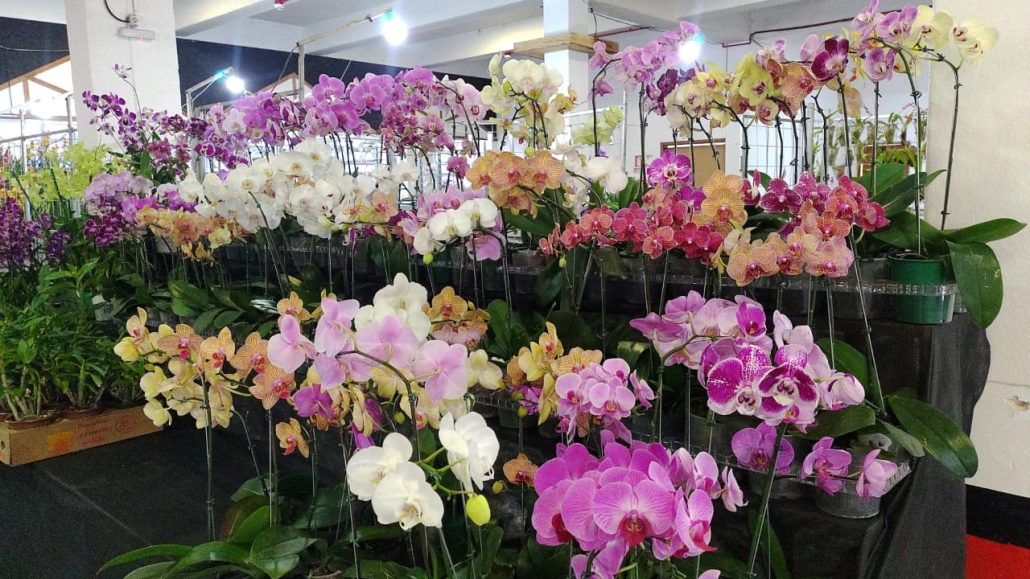Parque da Oktober recebe a 18ª Exposição Regional de Orquídeas