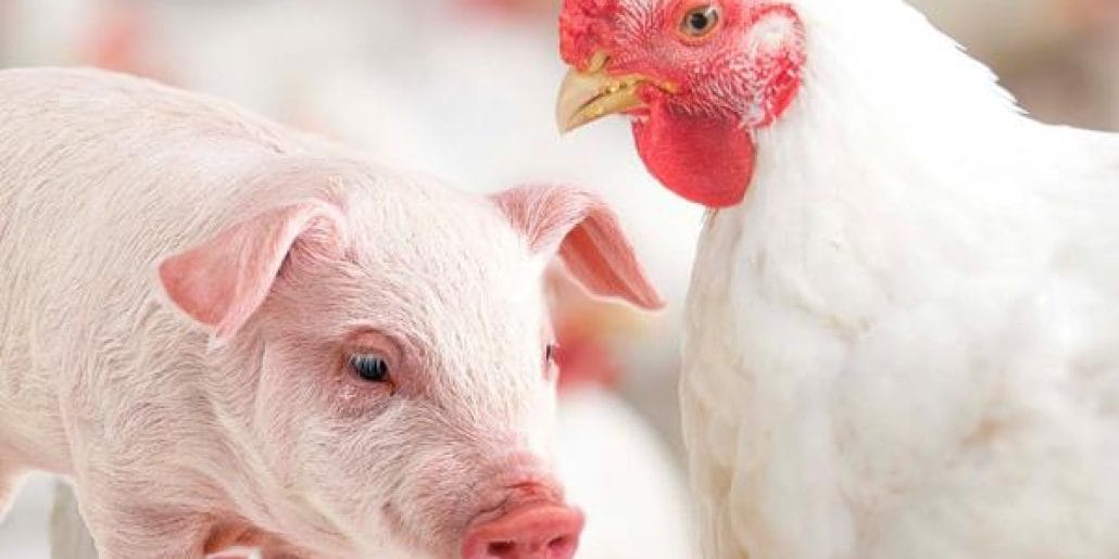 Custos de produção de frangos de corte
e de suínos aumentam em fevereiro 10 Custos de produção de frangos de corte
e de suínos aumentam em fevereiro