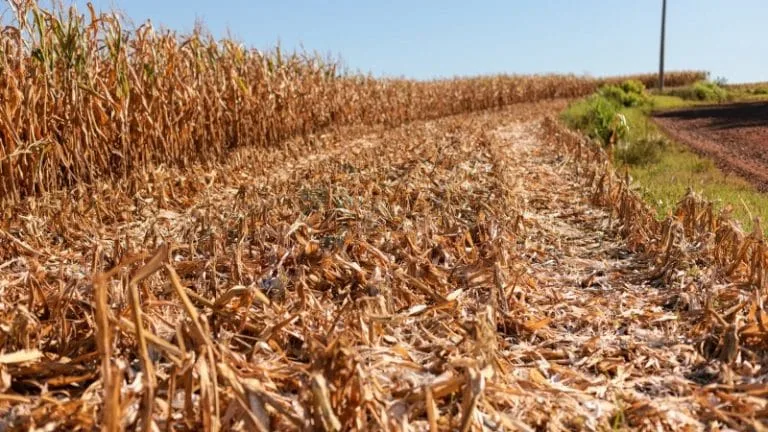Audiência pública na Comissão de Agricultura e Pecuária debate medidas contra a seca