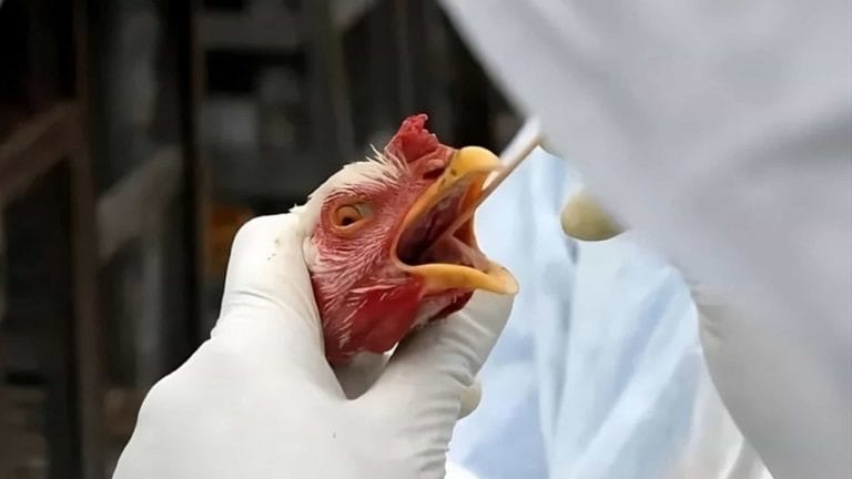 Vigilância sanitária reforça monitoramento de casos suspeitos em pessoas após confirmação de gripe aviária em animais