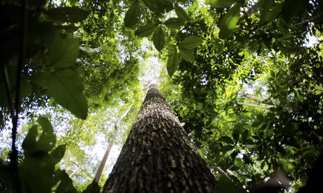 Licenciamento ambiental:
Proposta aprovada no Senado unifica procedimentos e simplifica concessão de licenças