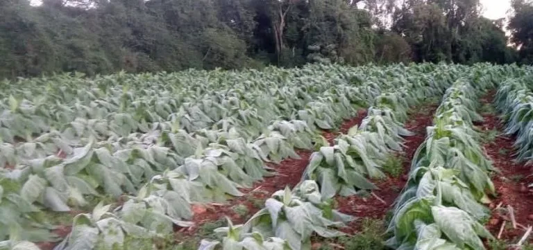 Geadas castigam lavouras de tabaco no Sul e causam prejuízos a produtores