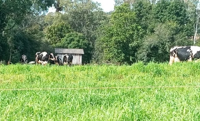 Pastagens de inverno asseguram  alimentação ao rebanho no RS