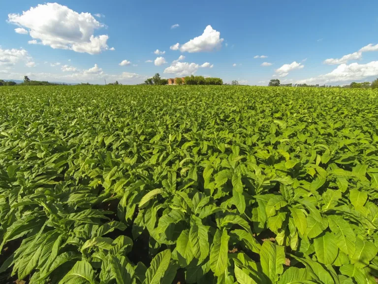 Setor do tabaco avança em práticas de conservação do solo