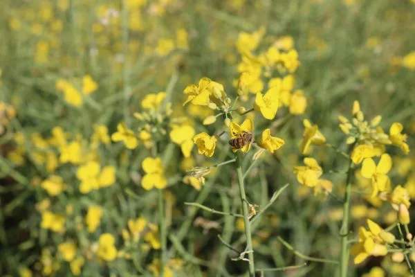 Floração da canola impulsiona apicultura migratória no Rio Grande do Sul