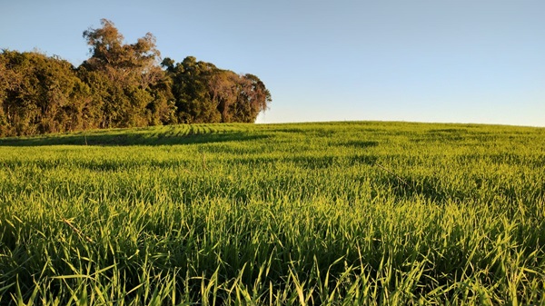 Temperaturas amenas e radiação solar favorecem lavouras de inverno no RS
