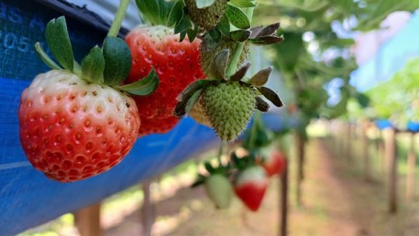 Fruticultura gaúcha apresenta bom desempenho em diversas regiões