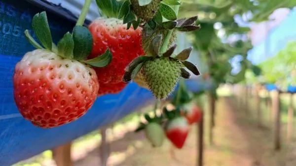 Fruticultura gaúcha apresenta bom desempenho em diversas regiões