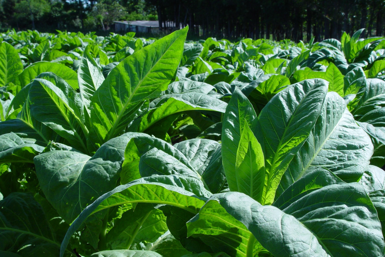 Safra de tabaco cresce 41,7% no Sul do Brasil e supera expectativas da Afubra