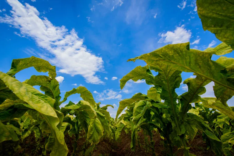 Tabaco garante protagonismo na arrecadação de ICMS em 2025  e reforça importância de Passo do Sobrado e Vale Verde