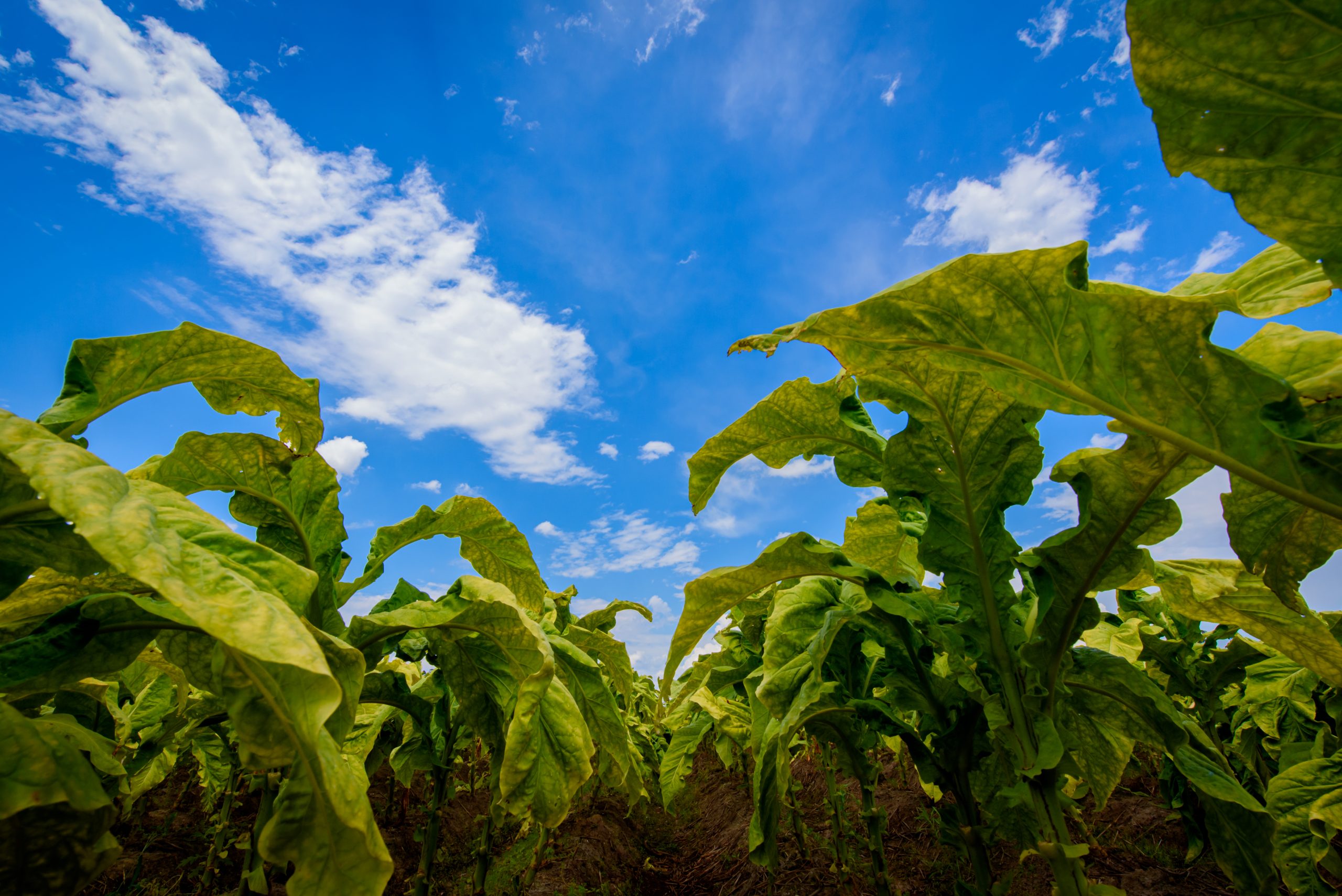 Tabaco garante protagonismo na arrecadação de ICMS em 2025  e reforça importância de Passo do Sobrado e Vale Verde