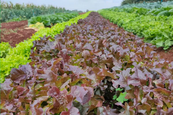 Dia de Campo em Santa Cruz do Sul destaca
manejo sustentável e produção de hortaliças