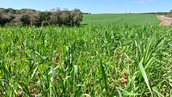 Trigo apresenta desenvolvimento  satisfatório no Rio Grande do Sul