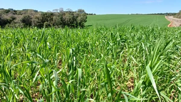 Trigo apresenta desenvolvimento  satisfatório no Rio Grande do Sul
