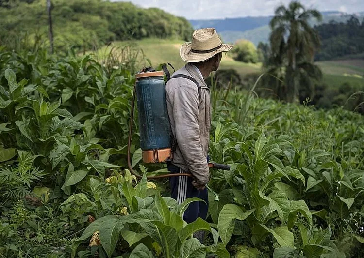 28 de outubro
Dia do Produtor de Tabaco: reconhecimento
a uma atividade que move a economia regional