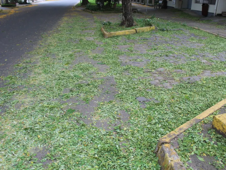 Suspeita de envenenamento de árvores no Centro gera preocupação; Patram investigará o caso