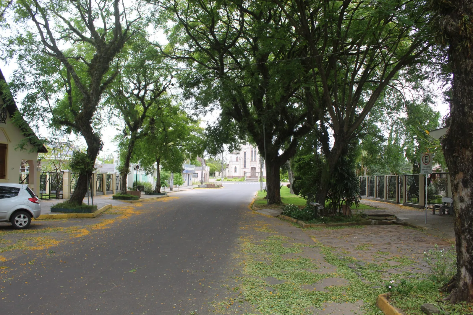 Suspeita de envenenamento de árvores no centro de Passo do Sobrado gera preocupação
