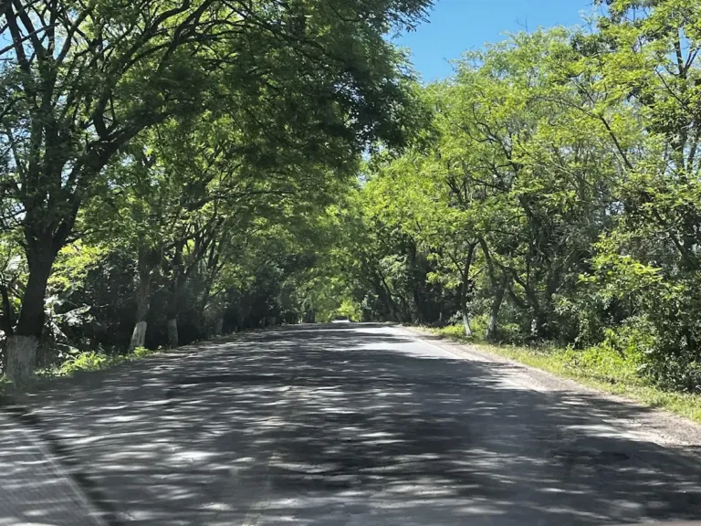 Vereadora Patrícia Gerhardt solicita roçada nos acostamentos da ERS-405 para garantir segurança de pedestres e motoristas 