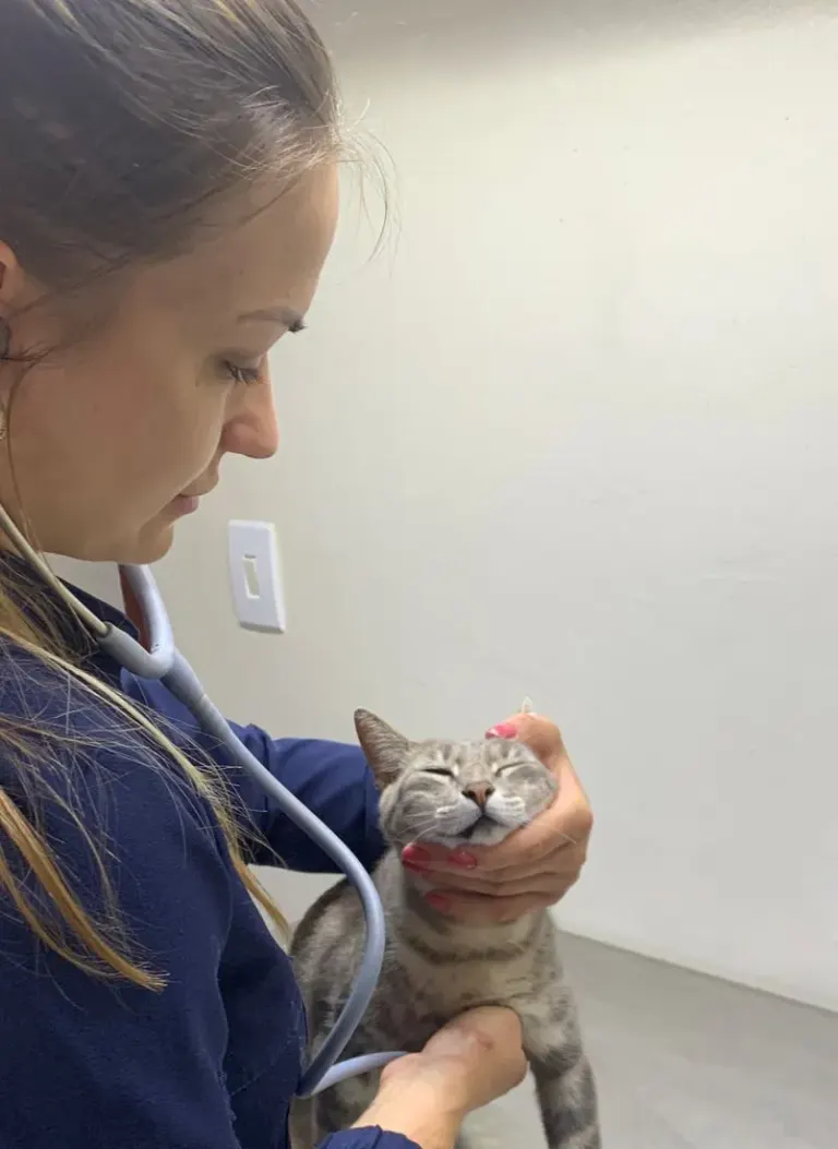 Secretaria de Agricultura abre inscrições
para castrações de pets com 50% de subsídio