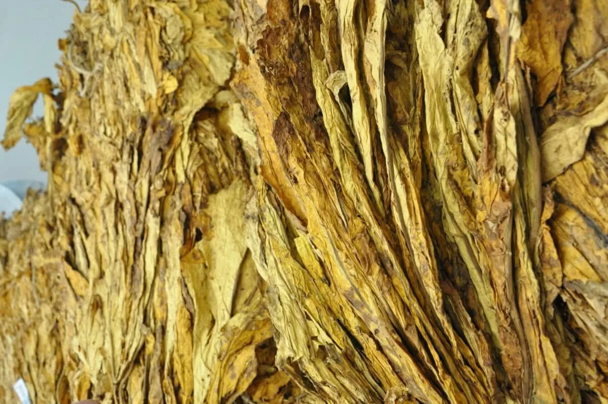 Custo de Mão de Obra e Clima Pressionam Negociações do Tabaco para o Final de Janeiro
