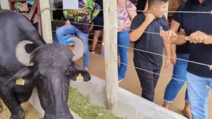 Búfalo é apresentado a novos criadores na Expoagro Afubra em Rio Pardo