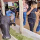 Búfalo é apresentado a novos criadores na Expoagro Afubra em Rio Pardo
