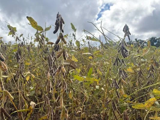 Colheita da soja atinge 50% da área no RS e irregularidade climática impacta produtividade