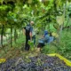 Mão de obra estrangeira cresce no RS e sustenta safras agrícolas