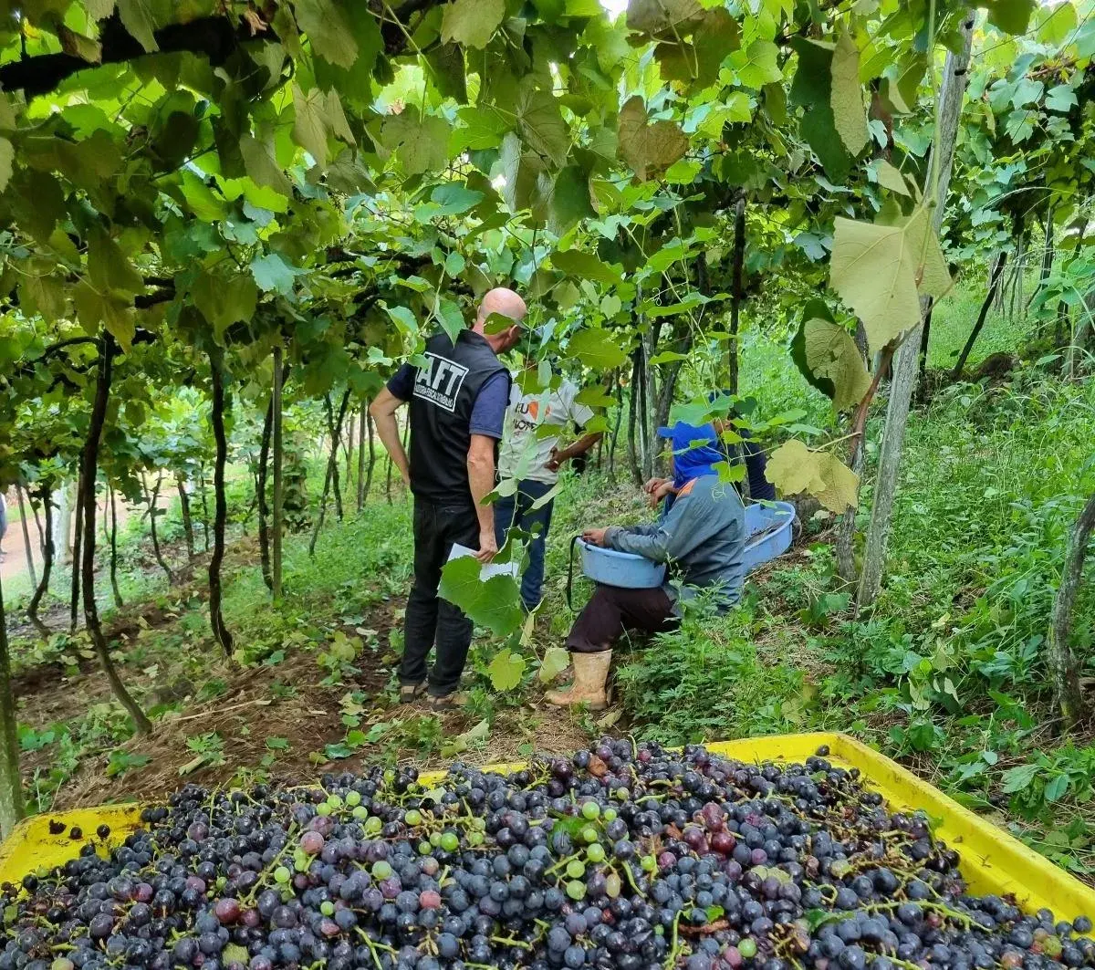 Mão de obra estrangeira cresce no RS e sustenta safras agrícolas