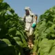 Ação permanente capacita produtores de tabaco sobre a NR-31