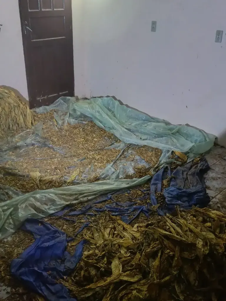 Agricultor tem cerca de 170 arrobas de fumo furtadas no interior de Vale Verde