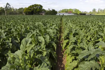 Mobilização reúne produtores de tabaco em Santa Cruz do Sul contra queda nos preços da safra