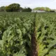 Amprotabaco reúne especialistas para discutir os impactos do tabaco na economia dos municípios