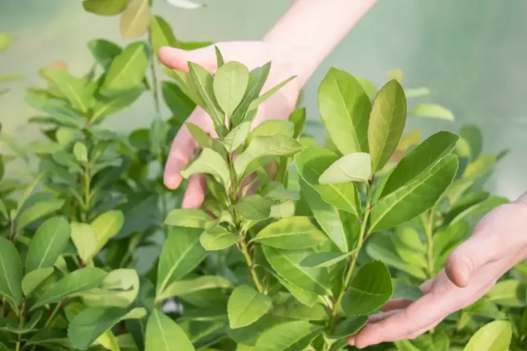 Qualidade da semente de erva-mate varia conforme a planta-mãe e a posição da copa, aponta pesquisa gaúcha