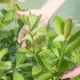 Qualidade da semente de erva-mate varia conforme a planta-mãe e a posição da copa, aponta pesquisa gaúcha
