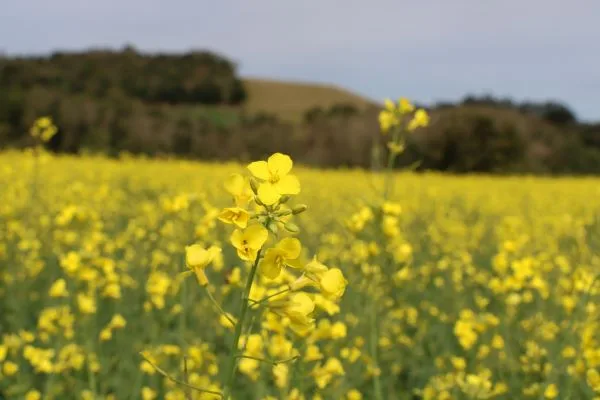 Canola dispara no Rio Grande do Sul e impulsiona diversificação nas lavouras do Vale do Rio Pardo