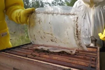 Manejo de abelhas no inverno exige cuidados com nutrição, temperatura e pragas