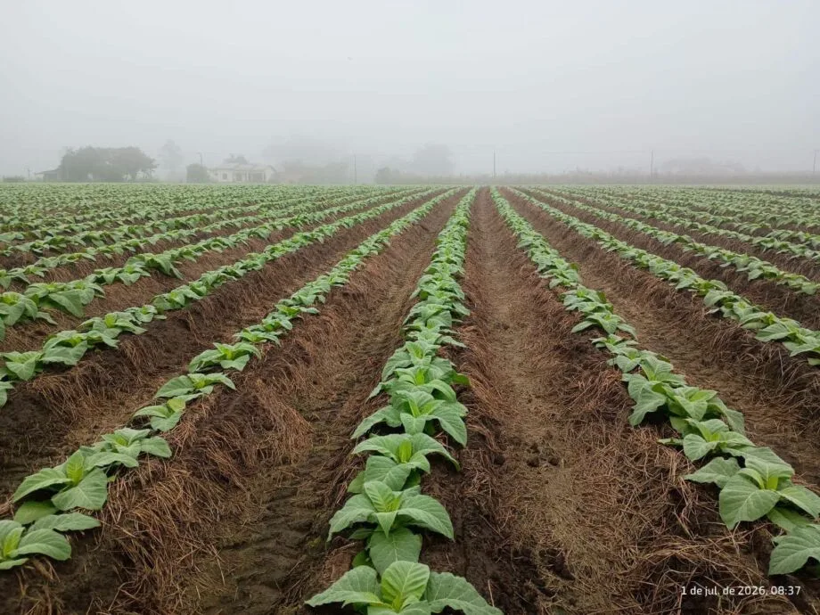Tabaco fica fora da lista de exceções e será impactado por nova tarifa dos Estados Unidos