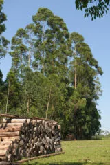 Produtores de tabaco mantêm 156 mil hectares de florestas plantadas na Região Sul