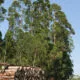 Produtores de tabaco mantêm 156 mil hectares de florestas plantadas na Região Sul