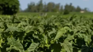 Amprotabaco cobra reação do governo ao tarifaço sobre o tabaco