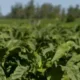 Amprotabaco cobra reação do governo ao tarifaço sobre o tabaco