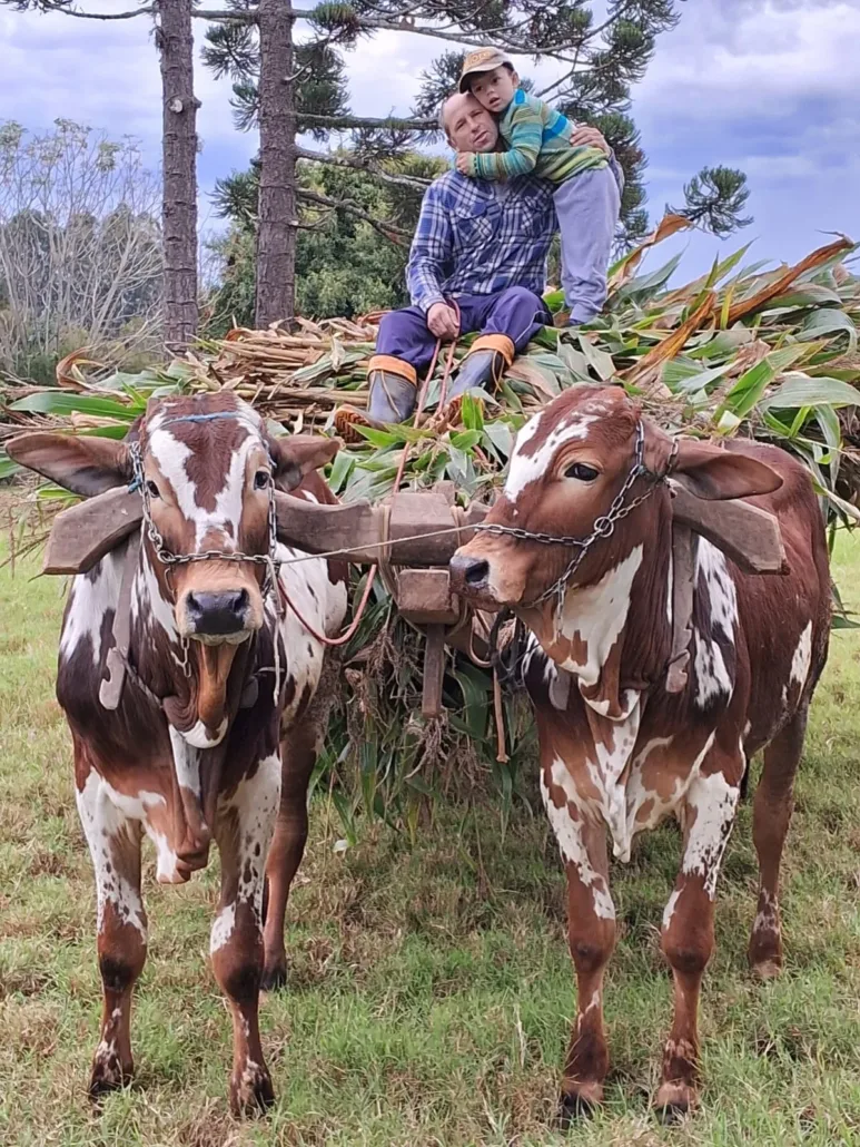 Carro de boi volta às ruas de Passo do Sobrado em encontro que celebra memória e vida no campo