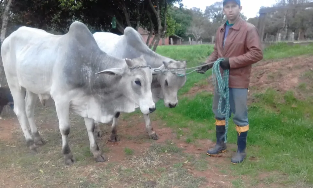 Carro de boi volta às ruas de Passo do Sobrado em encontro que celebra memória e vida no campo