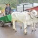 Carro de boi volta às ruas de Passo do Sobrado em encontro que celebra memória e vida no campo