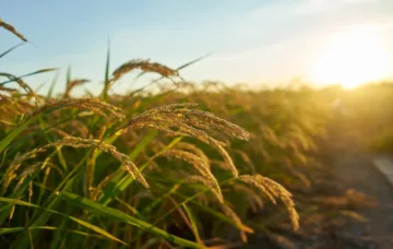 Nematoide-das-galhas reduz a produtividade do arroz e desafia o manejo nas lavouras